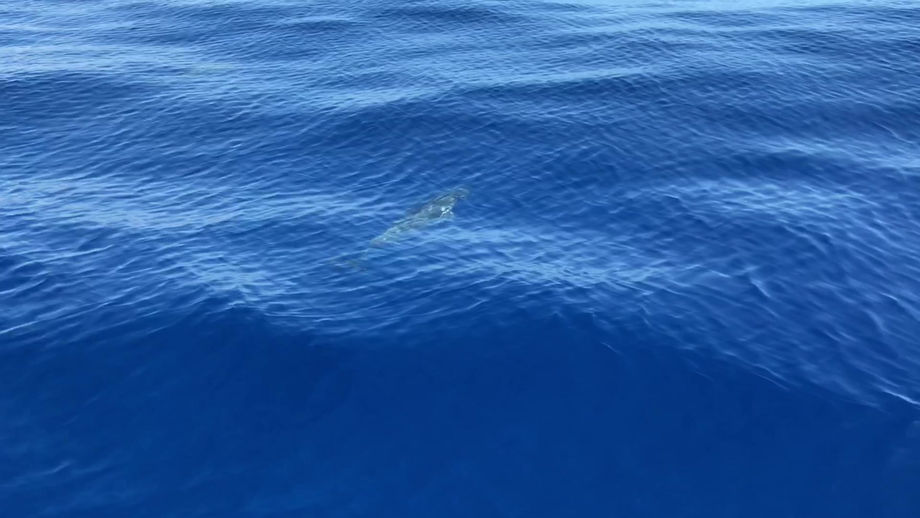 Dolphin Reunion Island